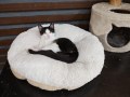 Clexy (7)